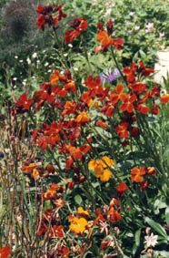 Erysimum cheiri cultivar